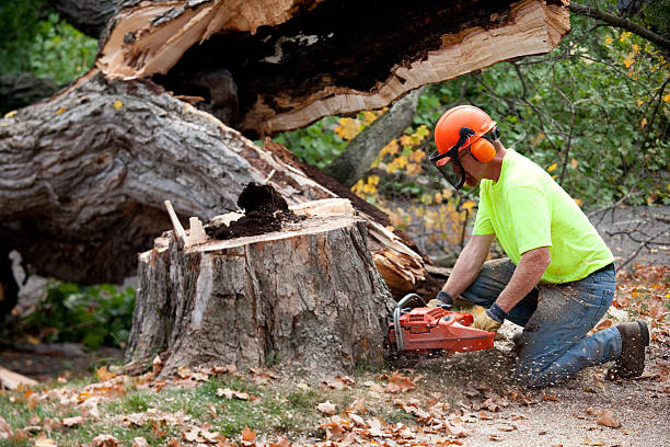 Best Tree Removal  in Forest, VA